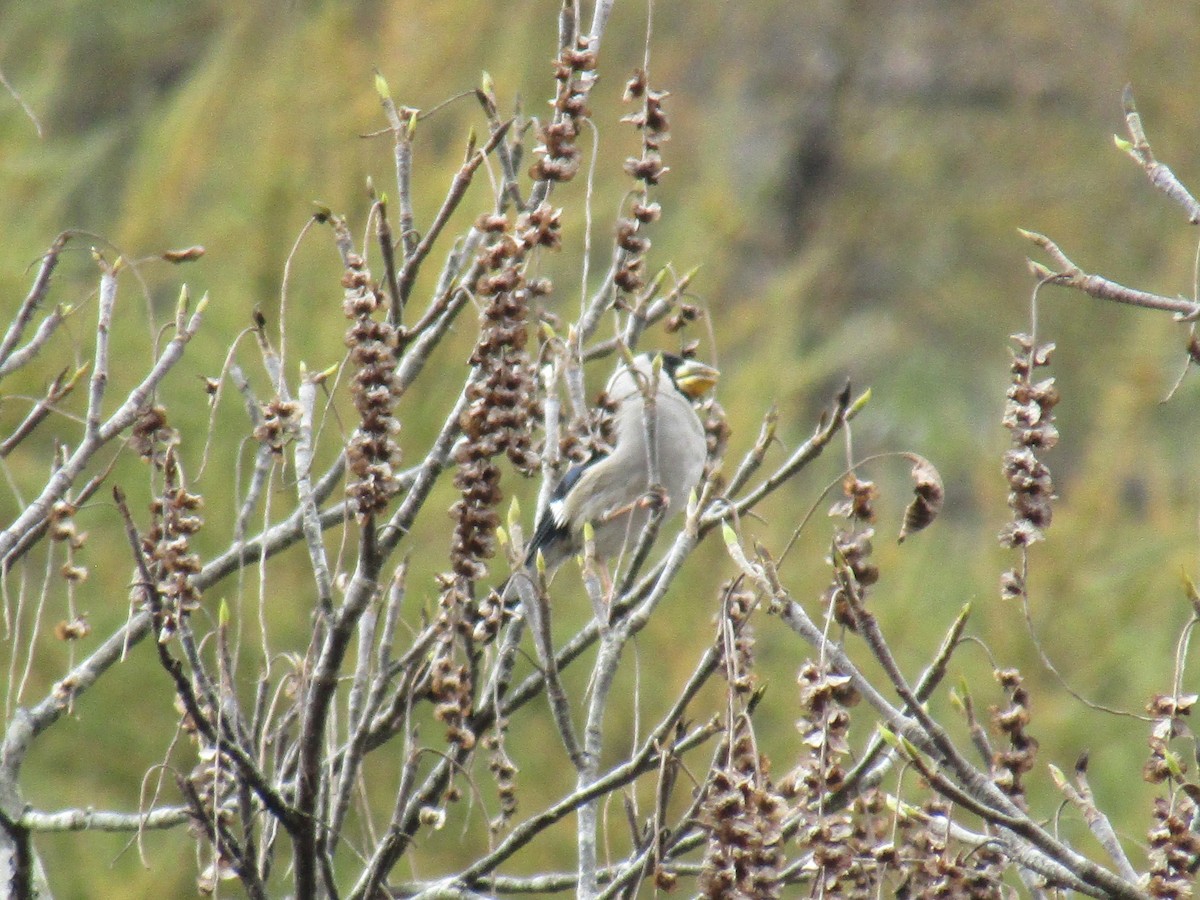 gråkjernebiter - ML644862798