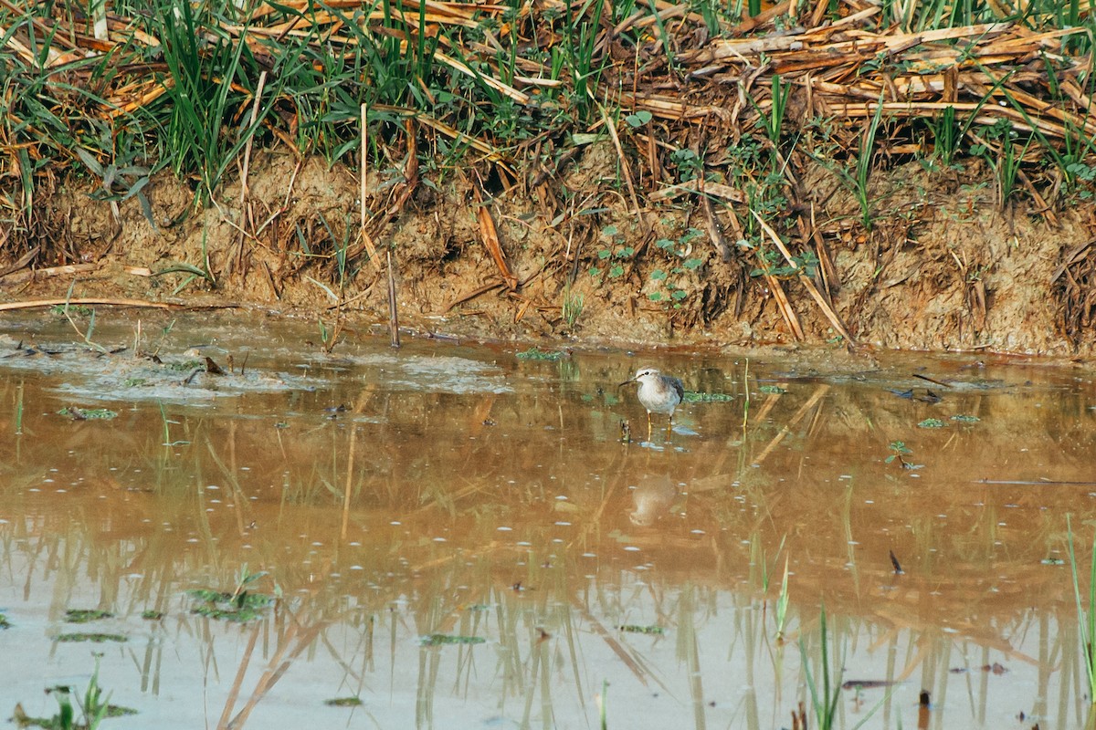 タカブシギ - ML644862804
