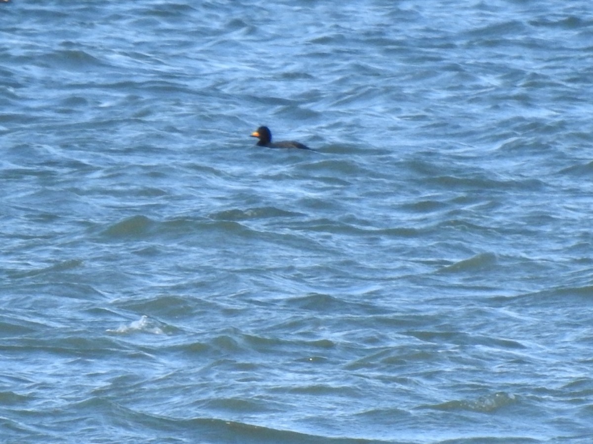 Pazifiktrauerente - ML644862806