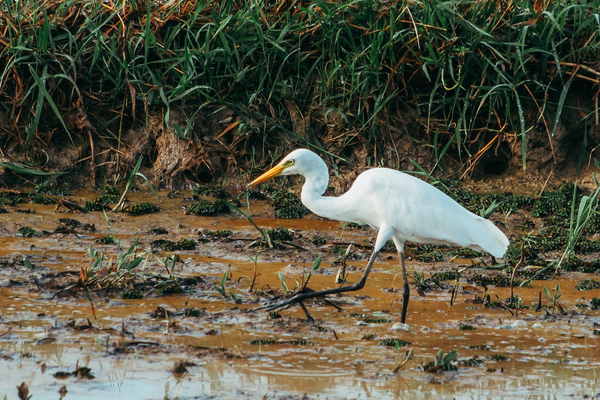Medium Egret - ML644862814