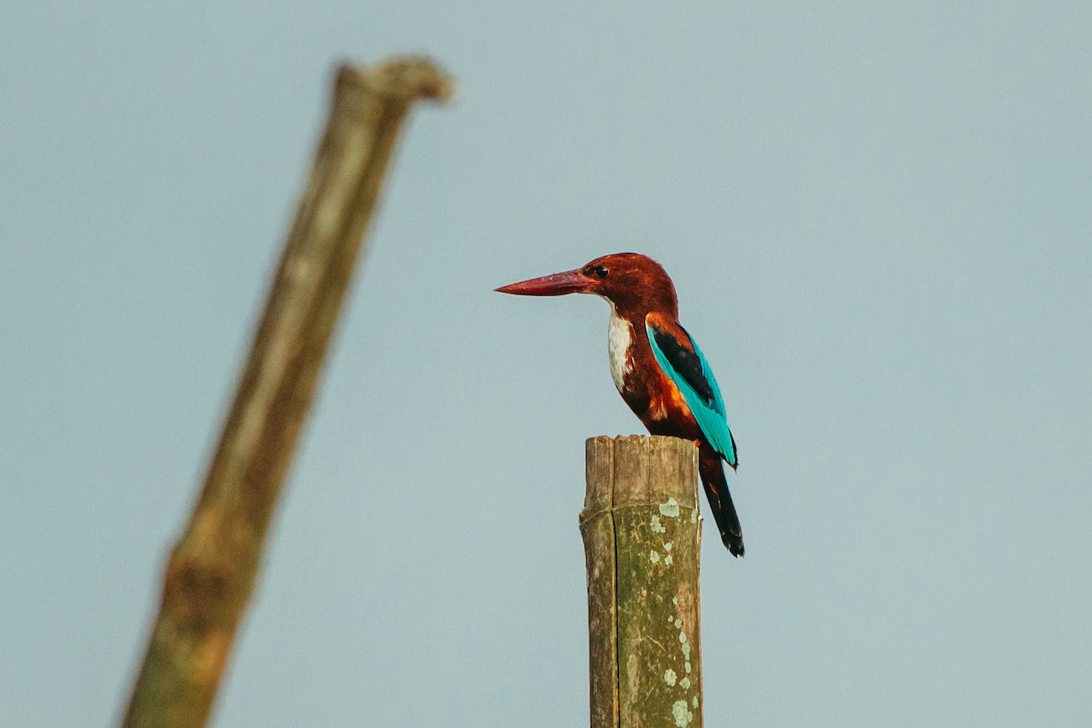 White-throated Kingfisher - ML644862825