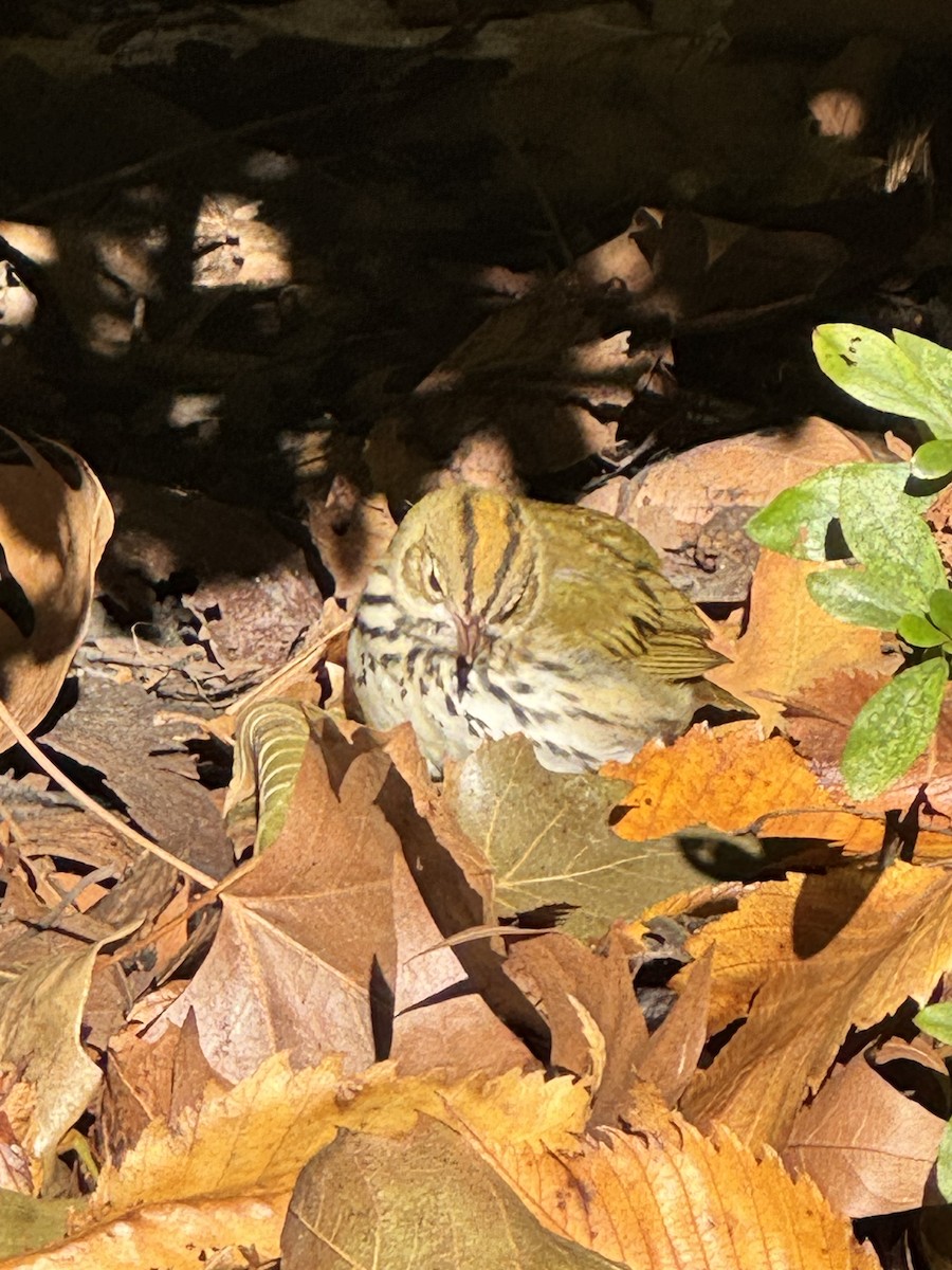 Ovenbird - ML644862829