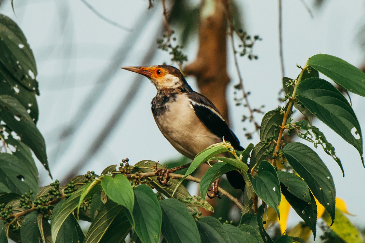 Indian Pied Starling - ML644862830