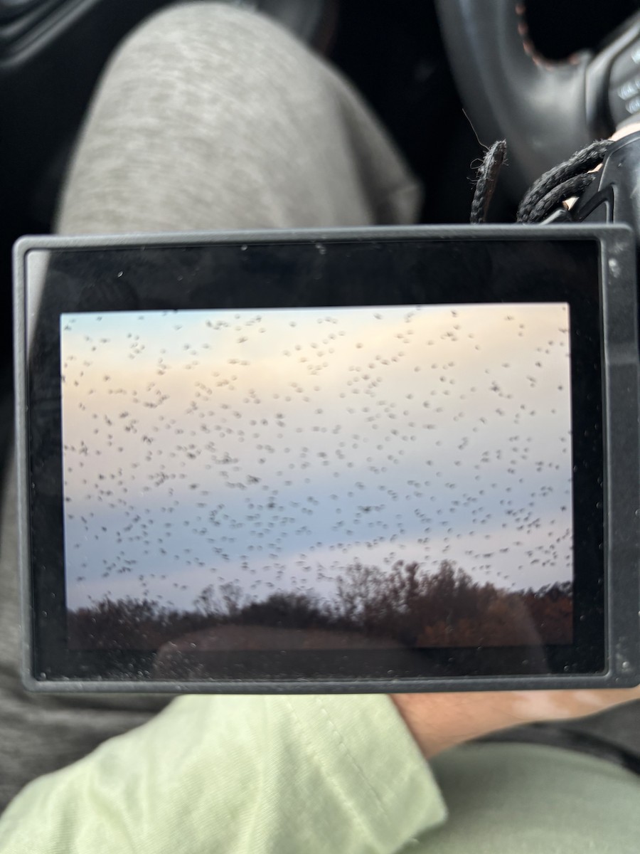 Ictérido sp. - ML644862831