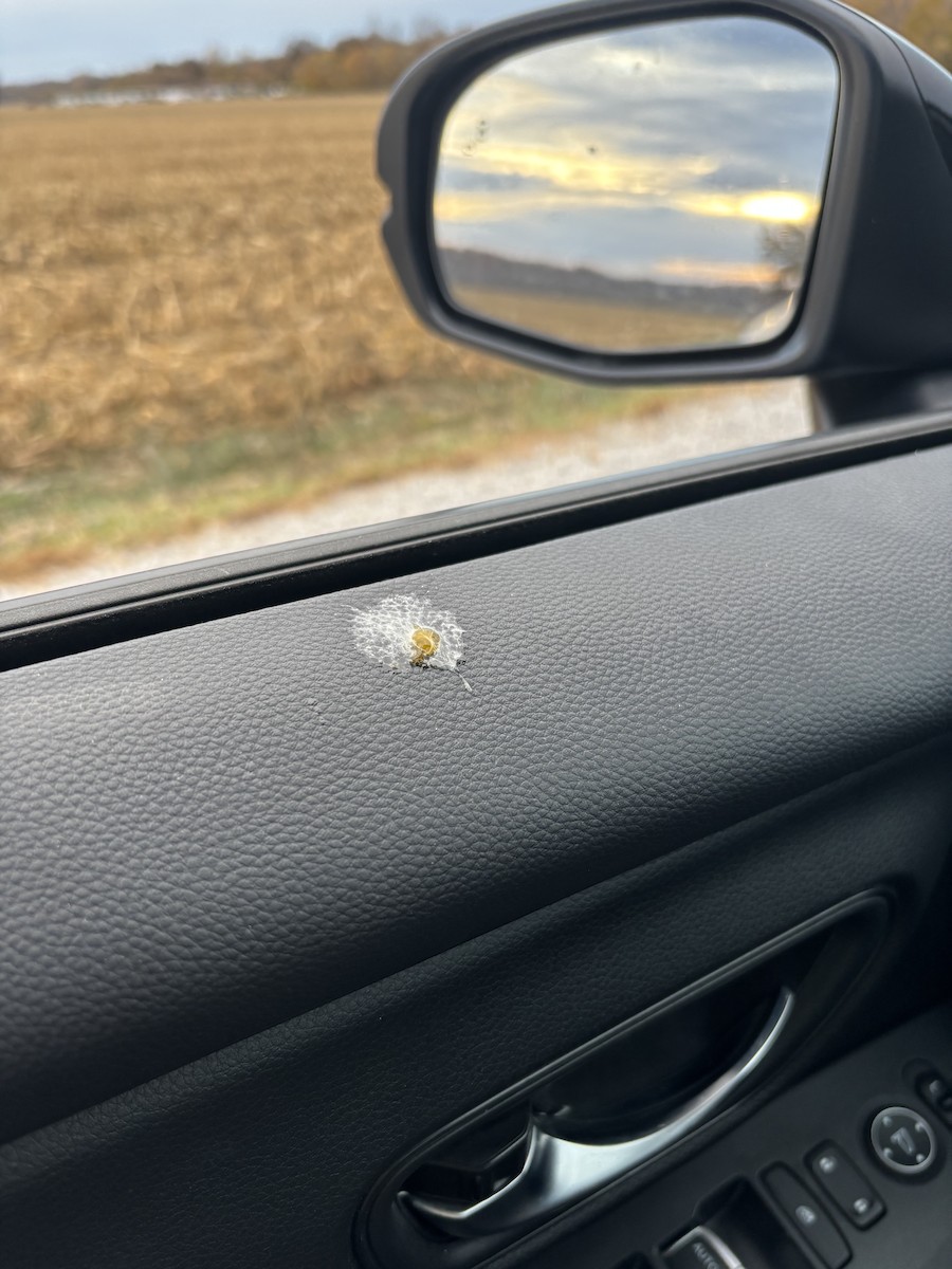 Ictérido sp. - ML644862832