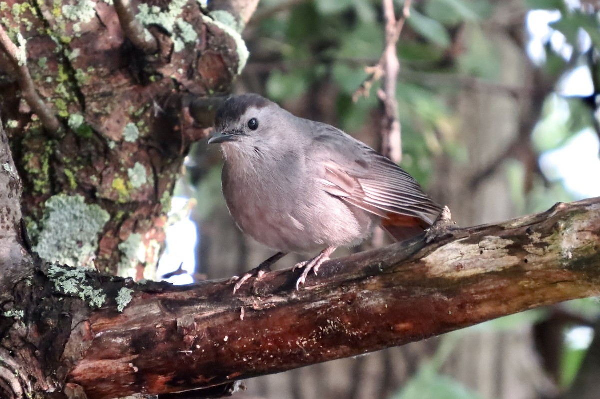 Gray Catbird - ML644862833