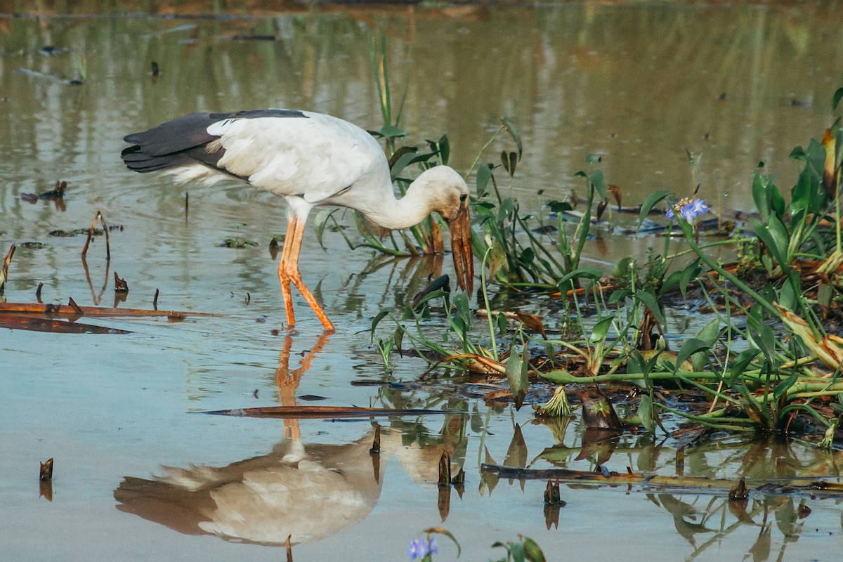 Asian Openbill - ML644862834