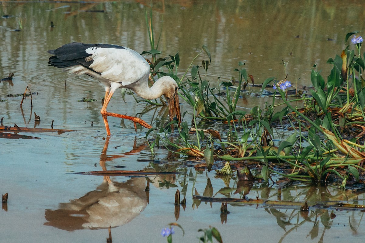 Asian Openbill - ML644862835