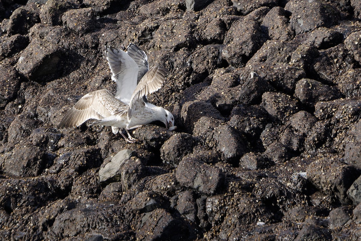Great Black-backed Gull - ML644862842