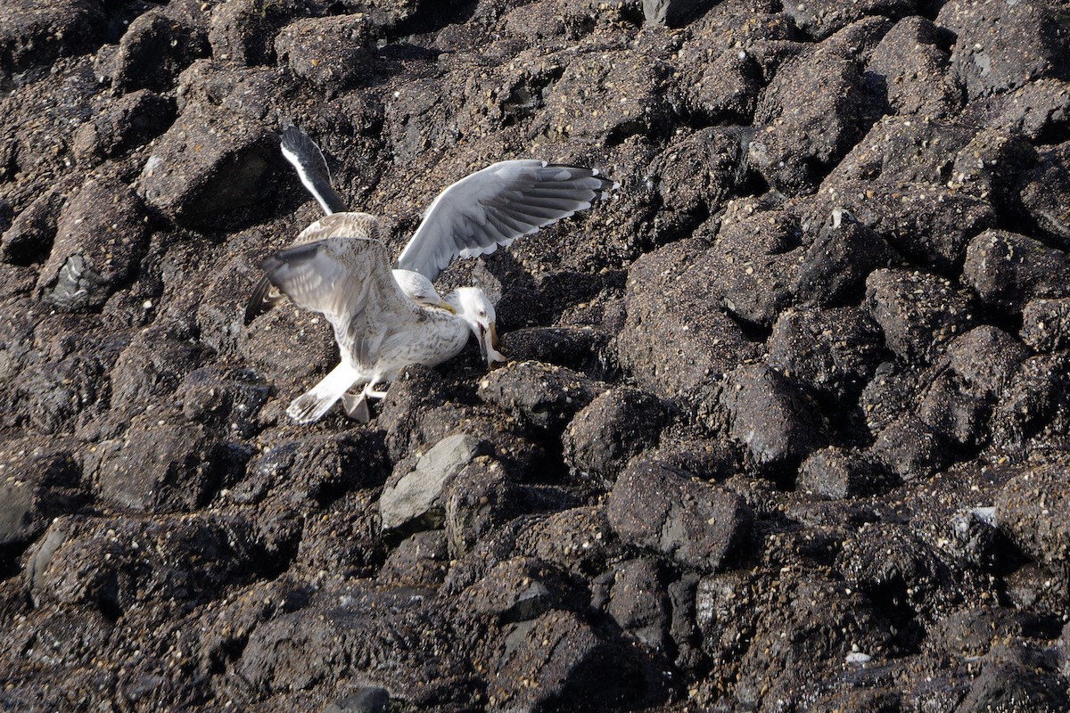 Great Black-backed Gull - ML644862843