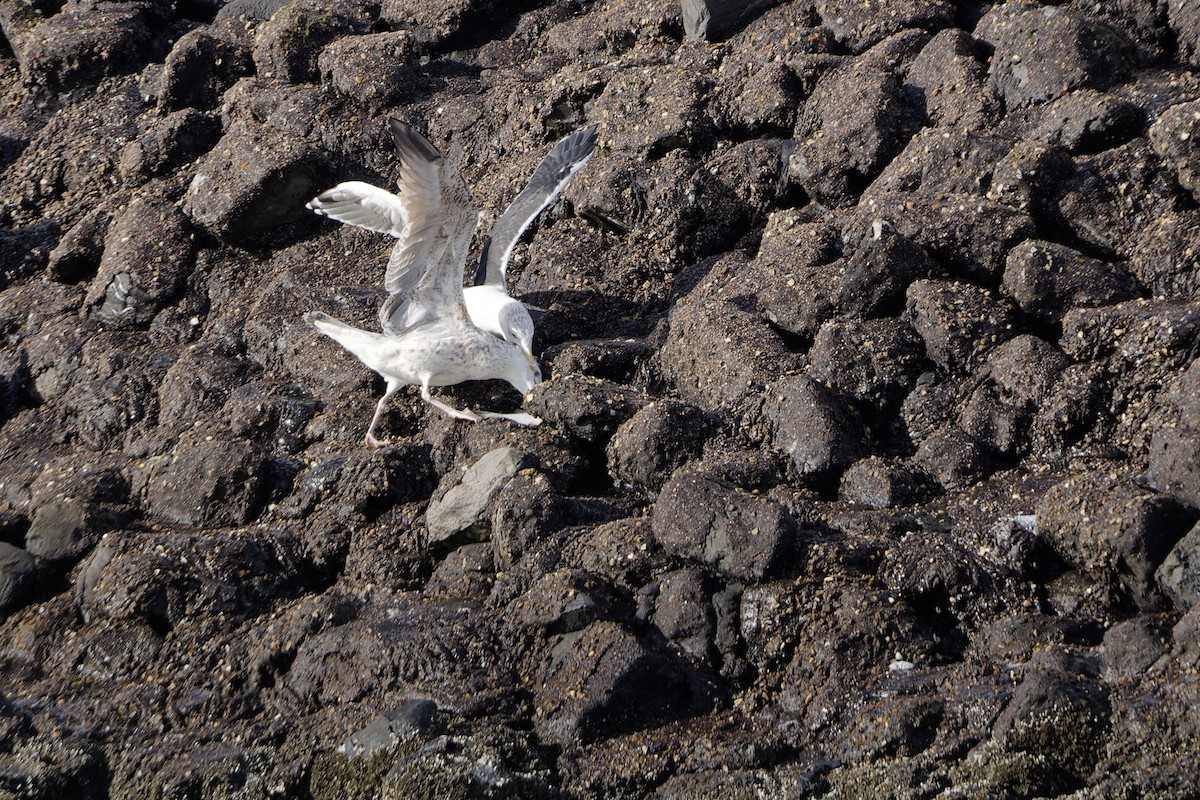 Great Black-backed Gull - ML644862844