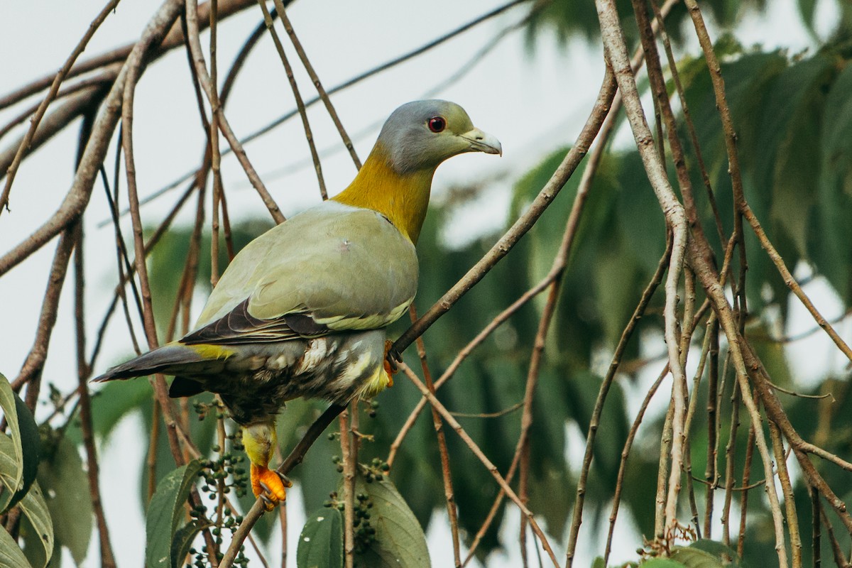 Yellow-footed Green-Pigeon - ML644862847