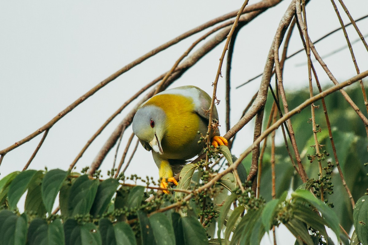 Yellow-footed Green-Pigeon - ML644862848