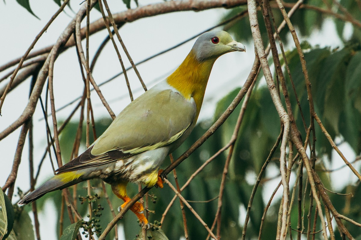 Yellow-footed Green-Pigeon - ML644862849