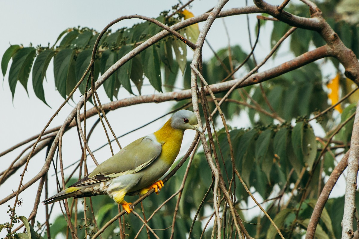 Yellow-footed Green-Pigeon - ML644862850
