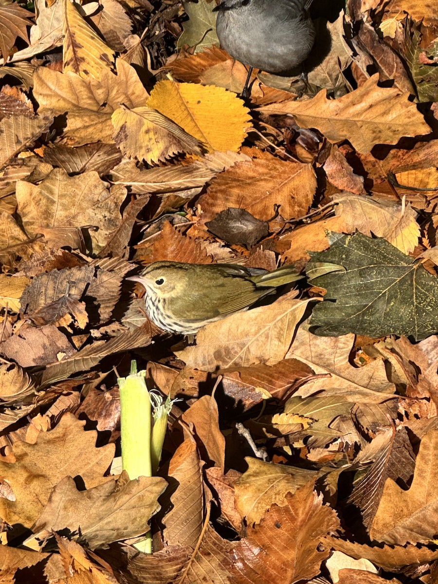 Ovenbird - ML644862853