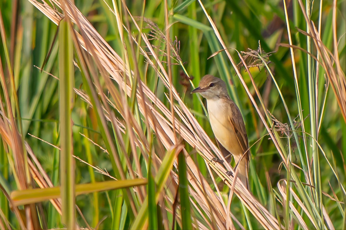 Clamorous Reed Warbler - ML644862854