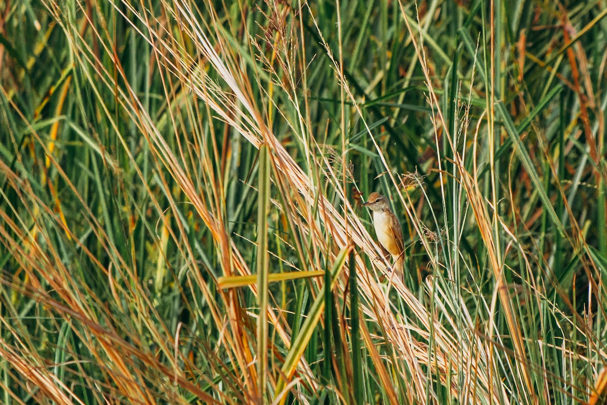 Clamorous Reed Warbler - ML644862855