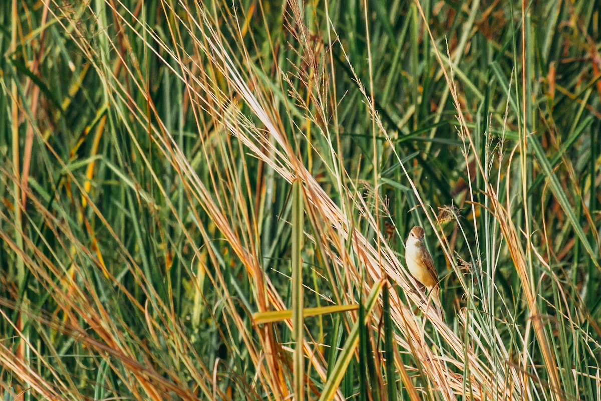 Clamorous Reed Warbler - ML644862856