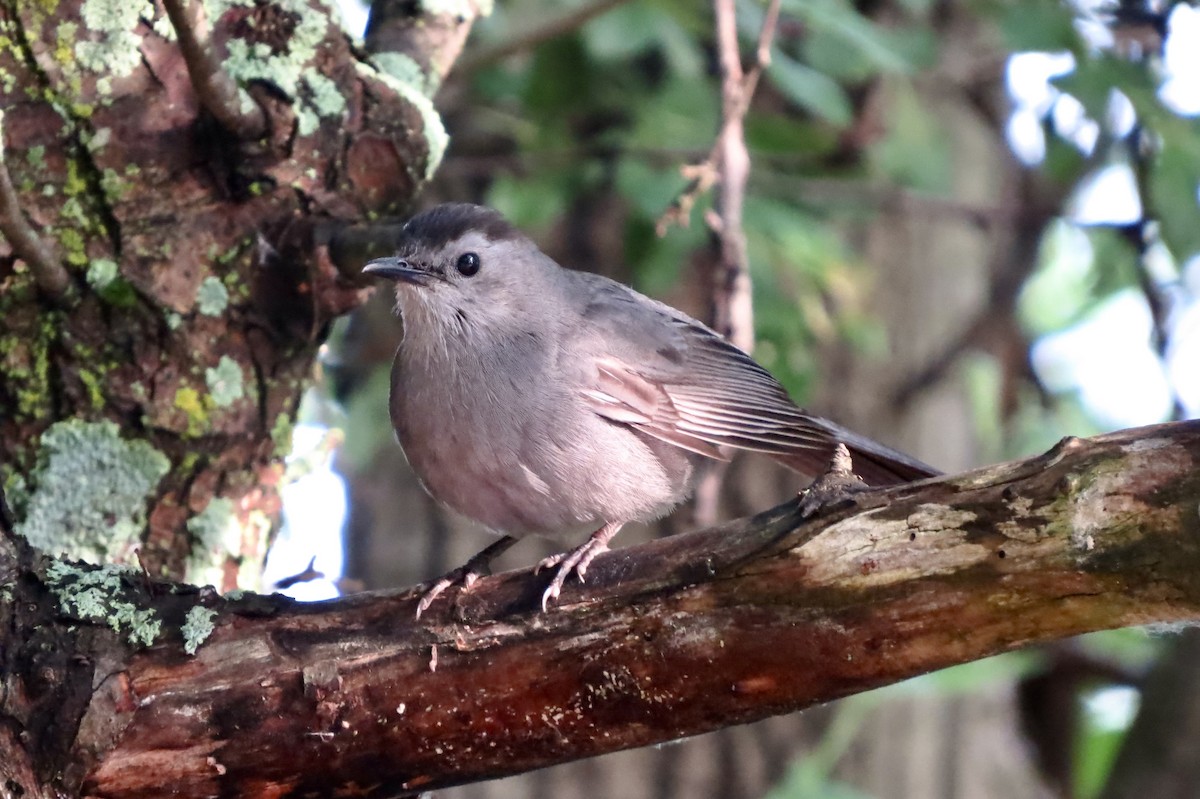 Gray Catbird - ML644862857
