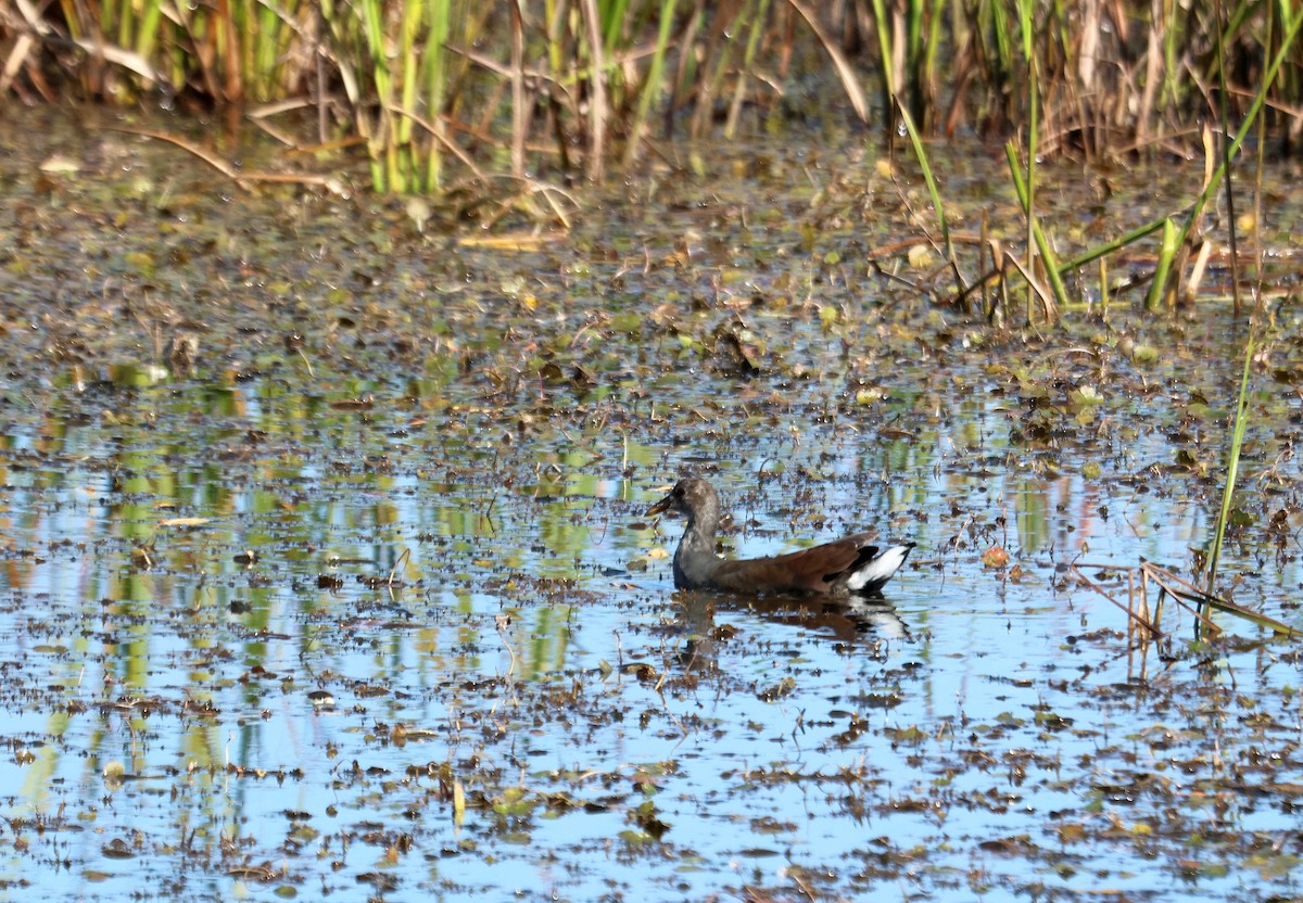 Common Gallinule - ML644862887