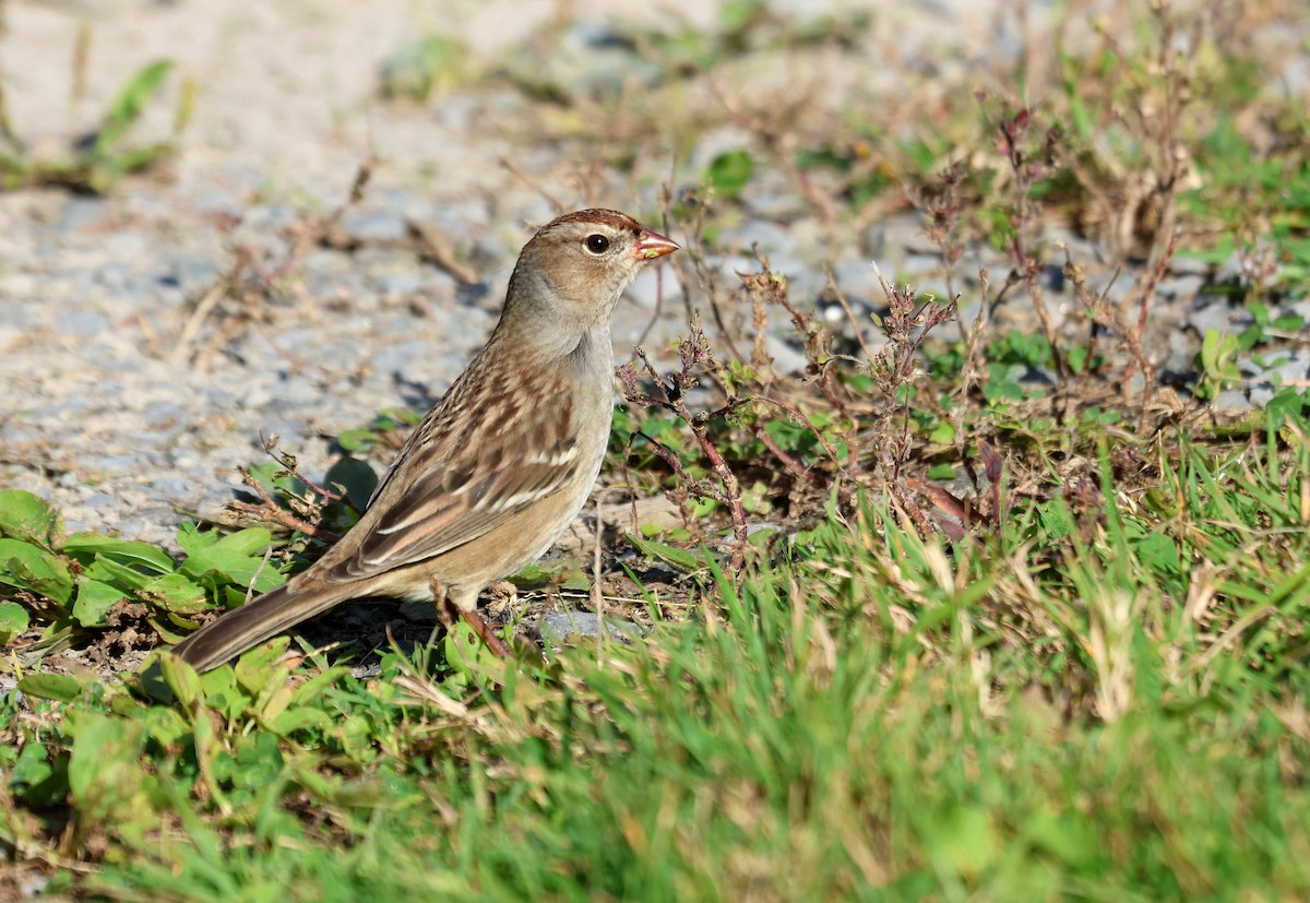 hvitkronespurv - ML644862915