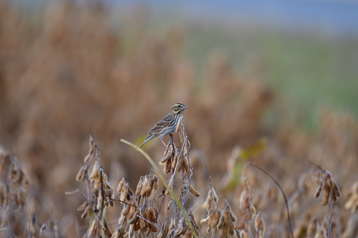Savannah Sparrow - ML644862944