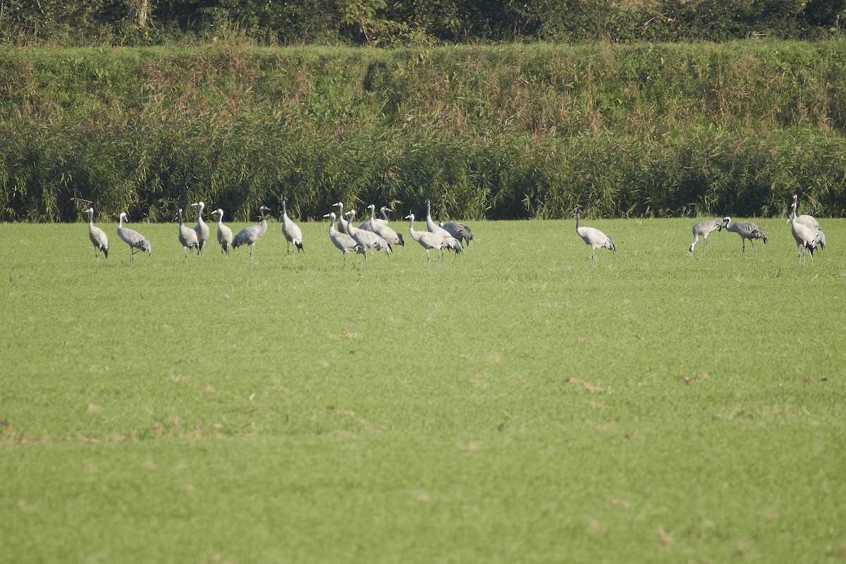 Common Crane - ML644862975