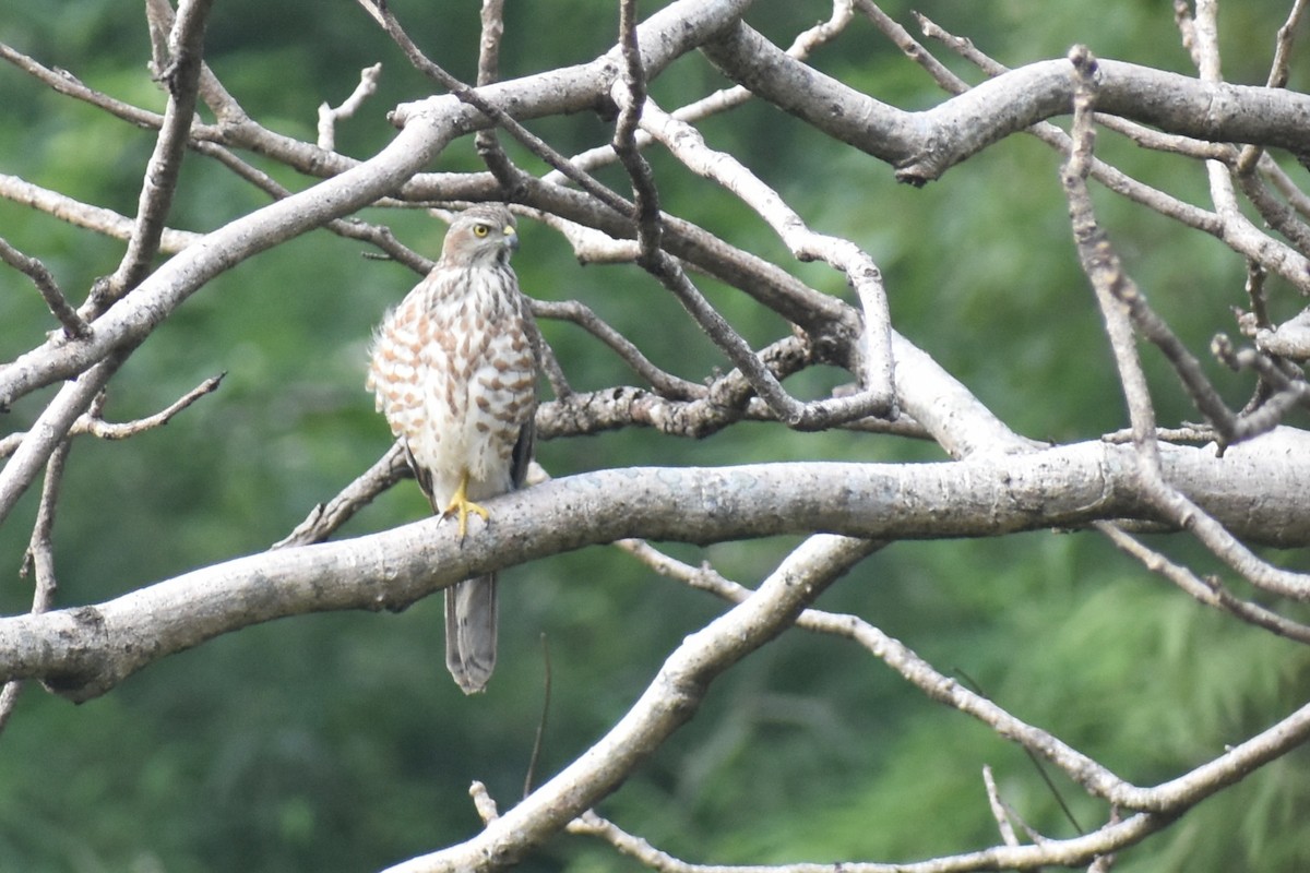 krahujec šikra - ML644862999