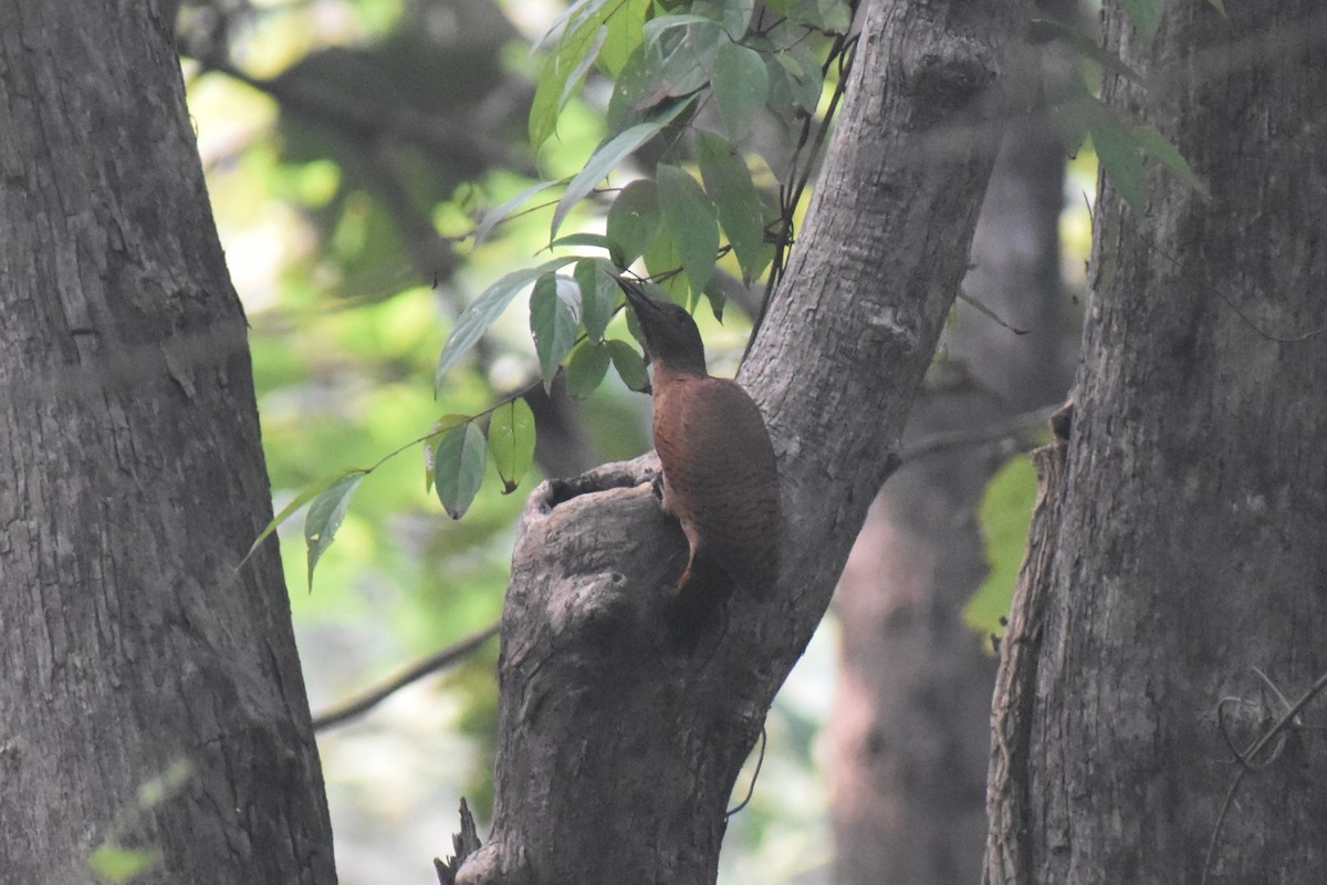 datel rezavý - ML644863017