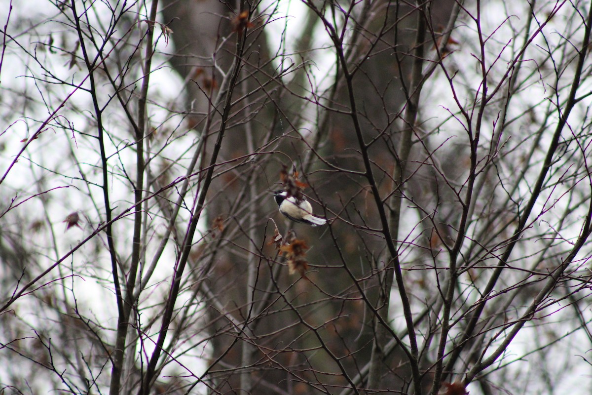 Гаїчка світлокрила - ML644863025