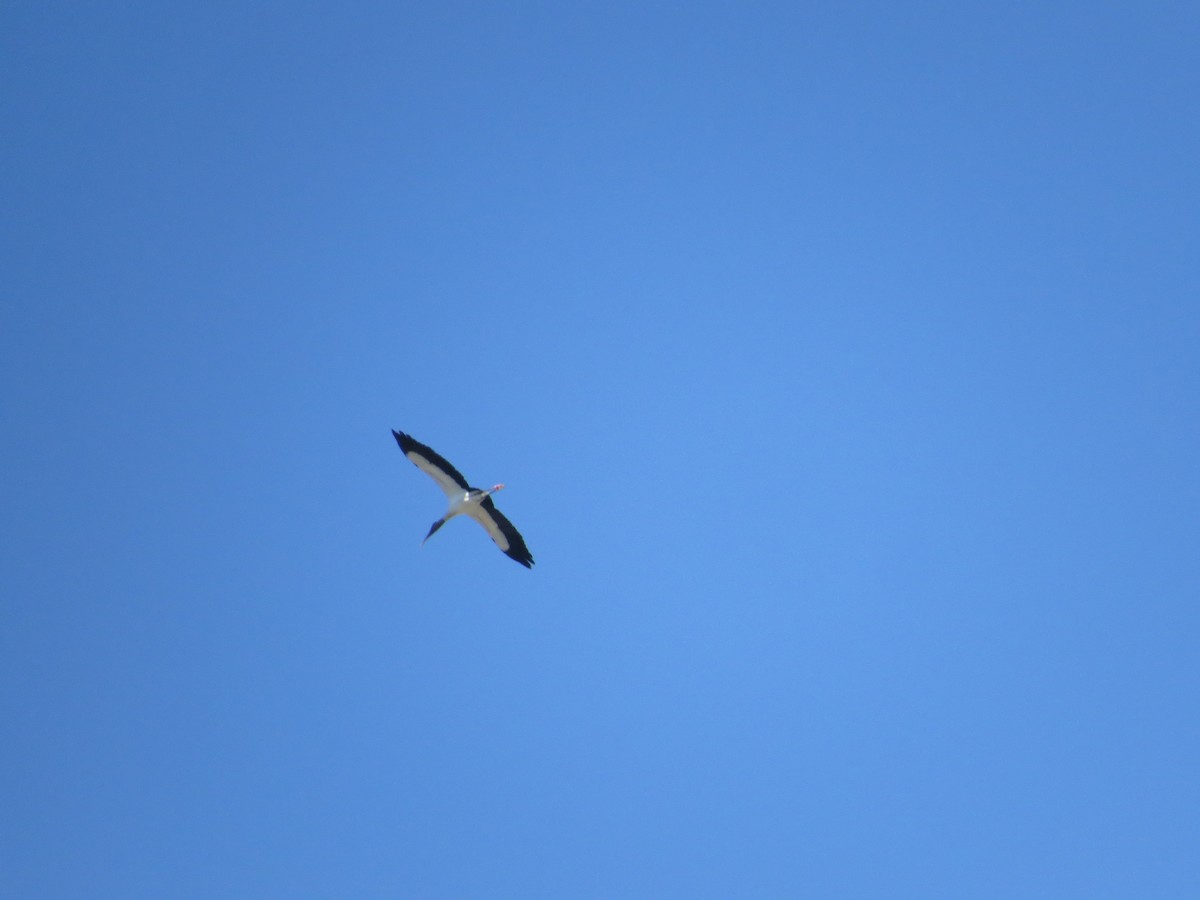 Wood Stork - ML644863033