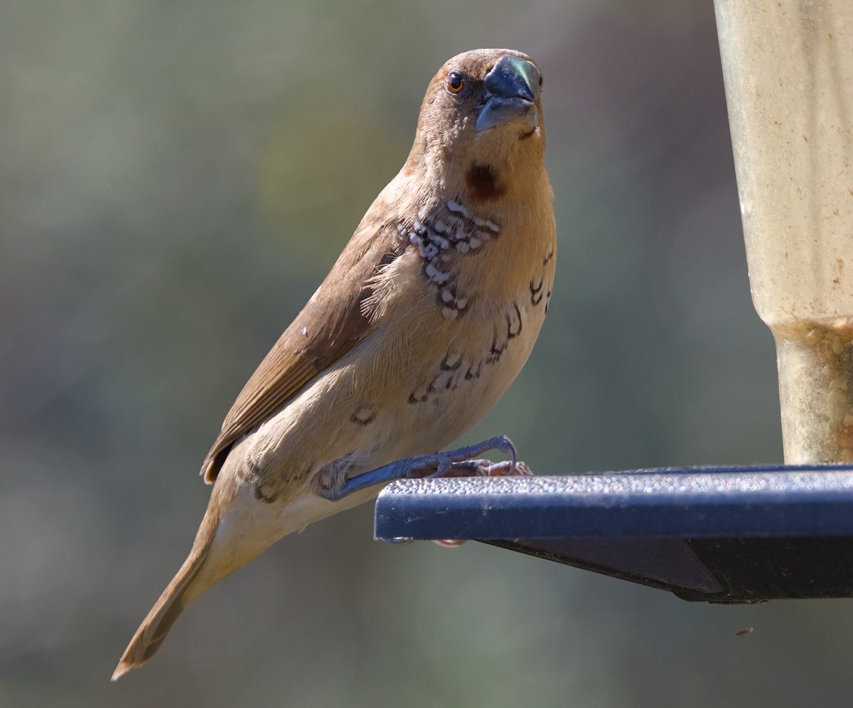 Scaly-breasted Munia - ML644863036