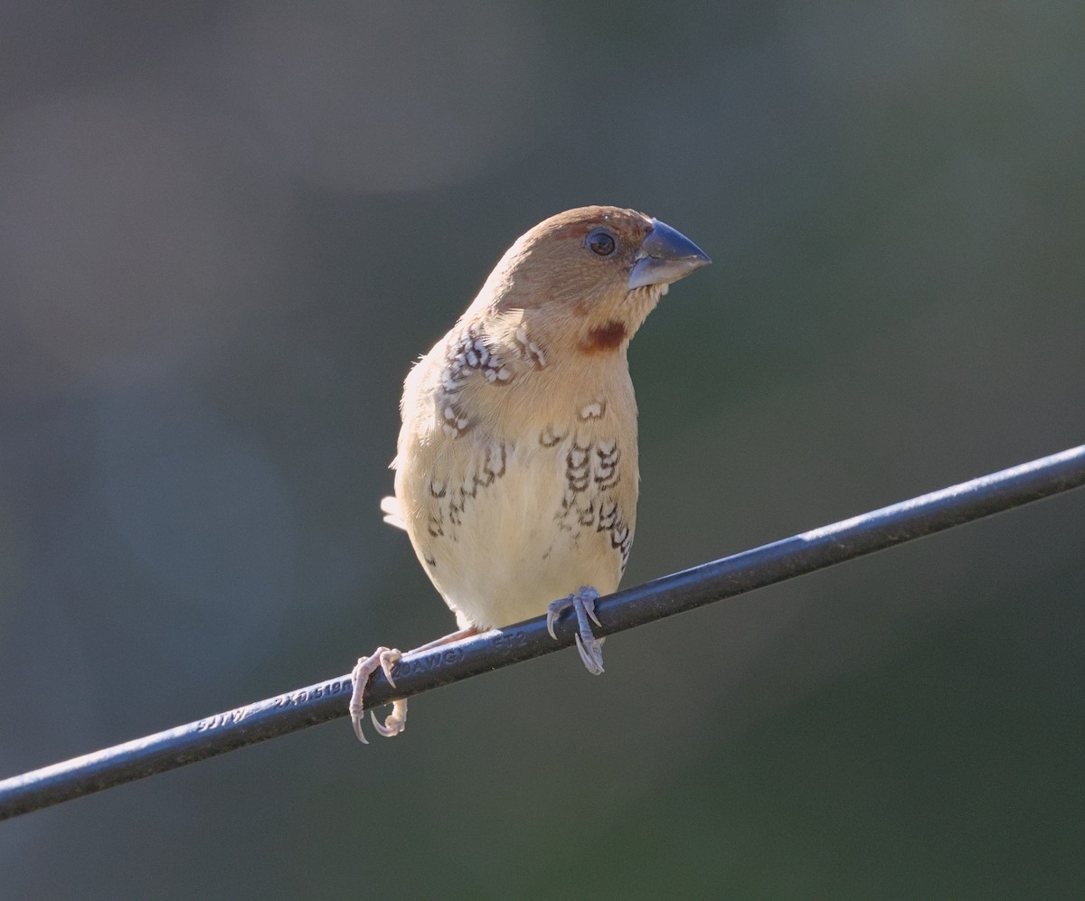 Scaly-breasted Munia - ML644863037
