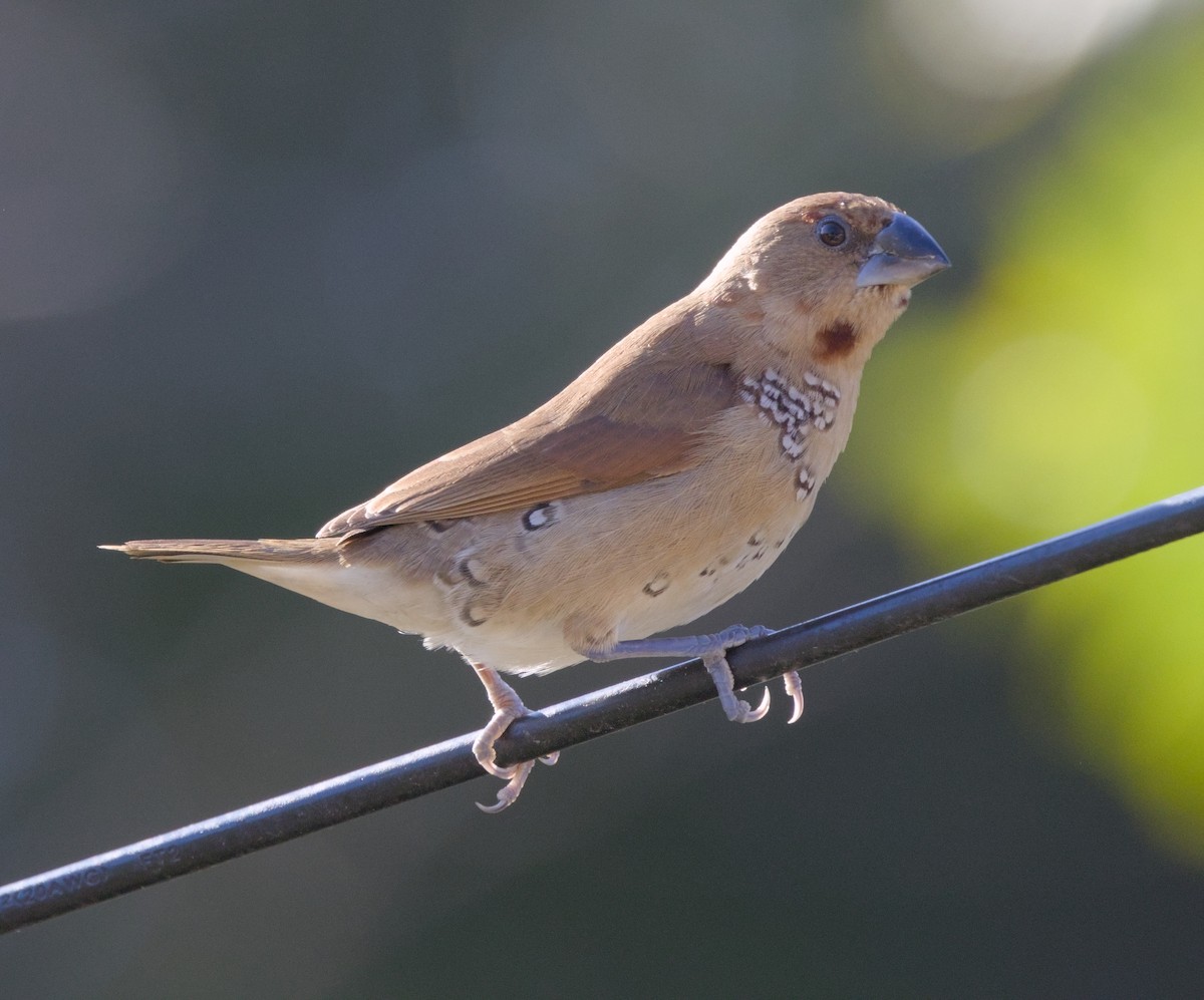 Scaly-breasted Munia - ML644863038
