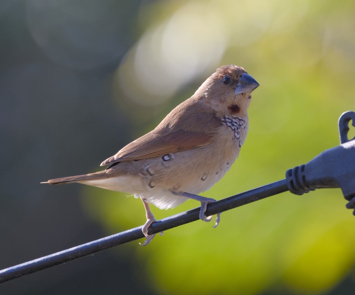 Scaly-breasted Munia - ML644863039