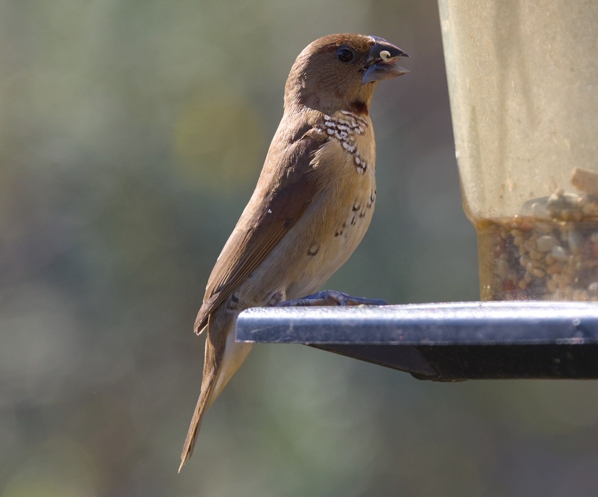 Scaly-breasted Munia - ML644863041