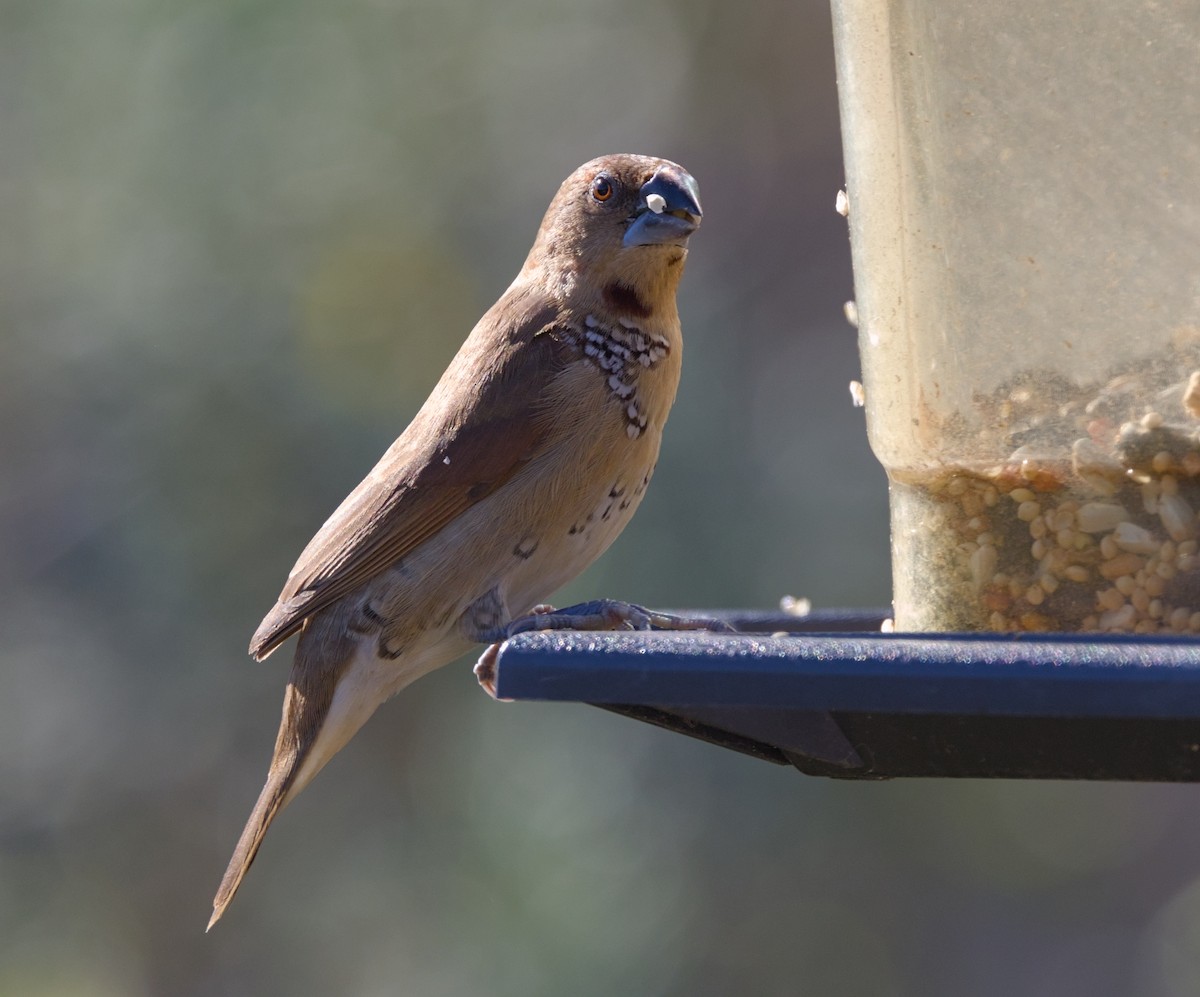 Scaly-breasted Munia - ML644863042