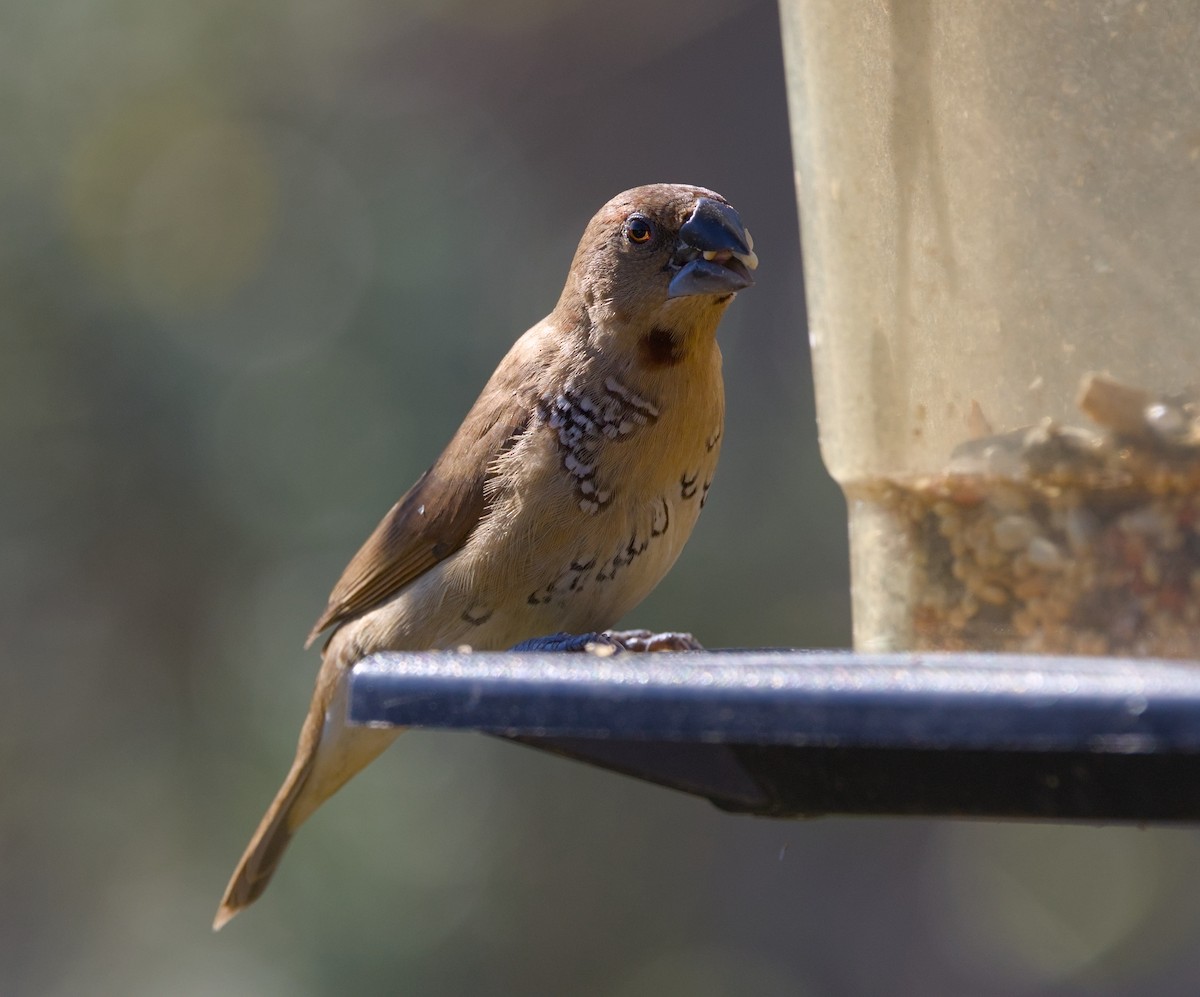 Scaly-breasted Munia - ML644863043