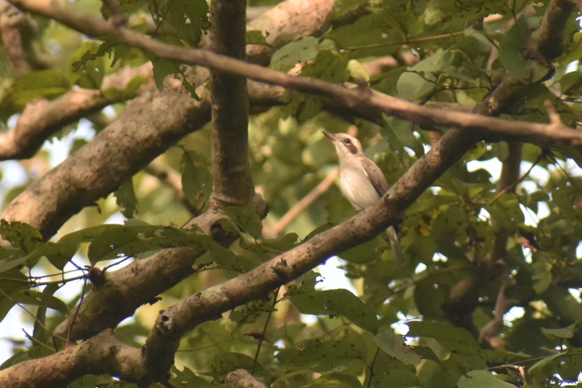 Common Woodshrike - ML644863045