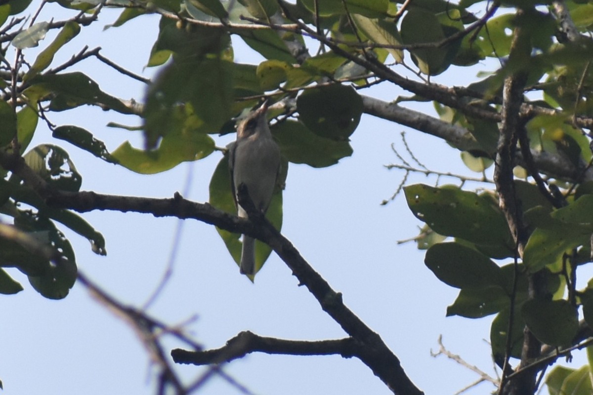 Common Woodshrike - ML644863046