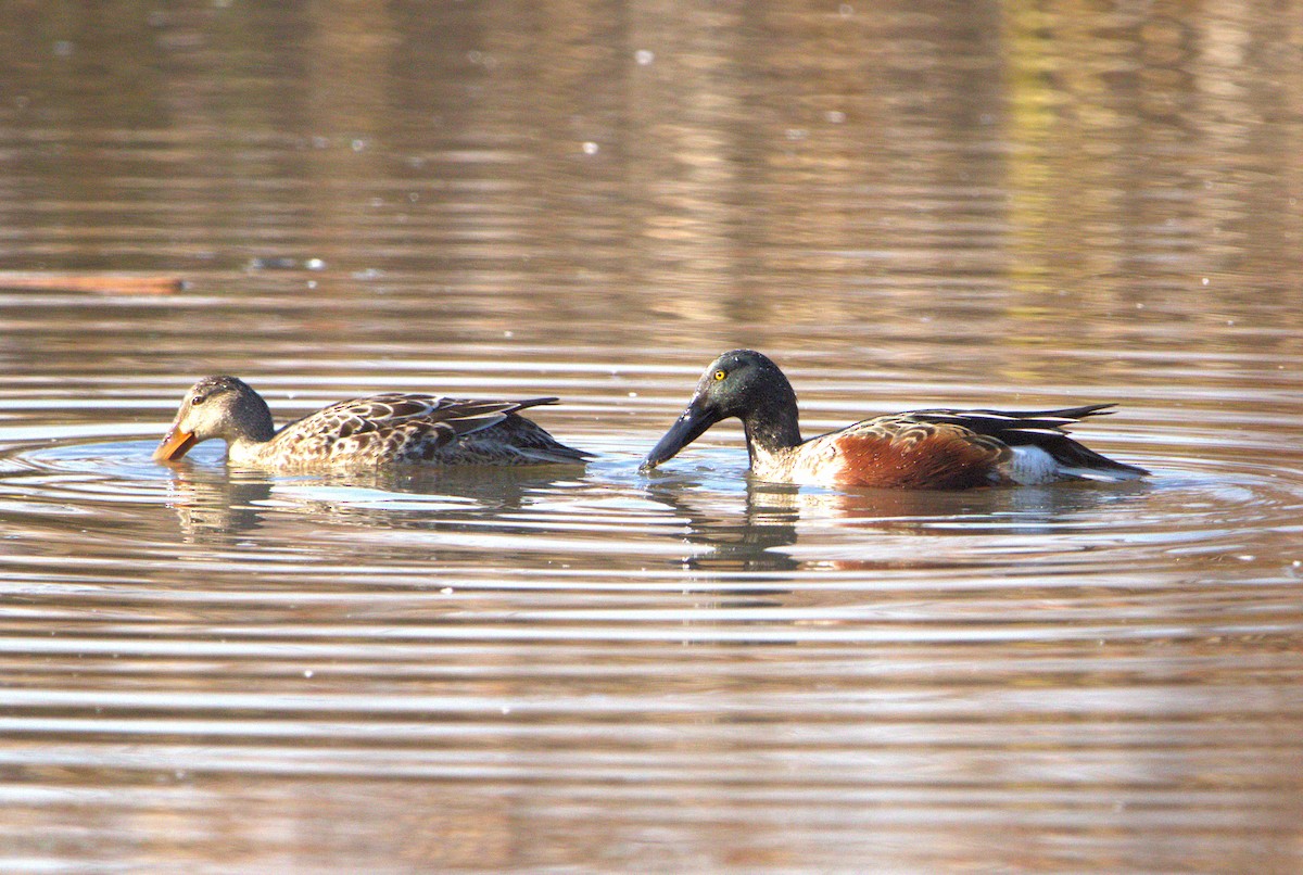 Northern Shoveler - ML644863054