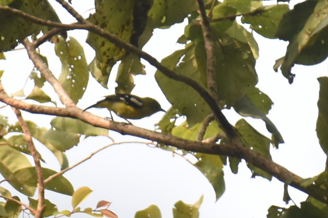 jora černokřídlá - ML644863055