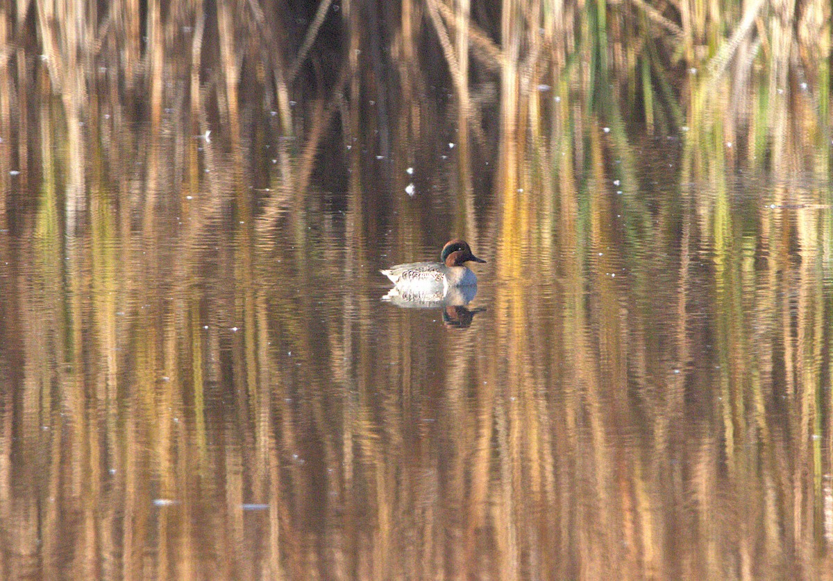 Green-winged Teal - ML644863059