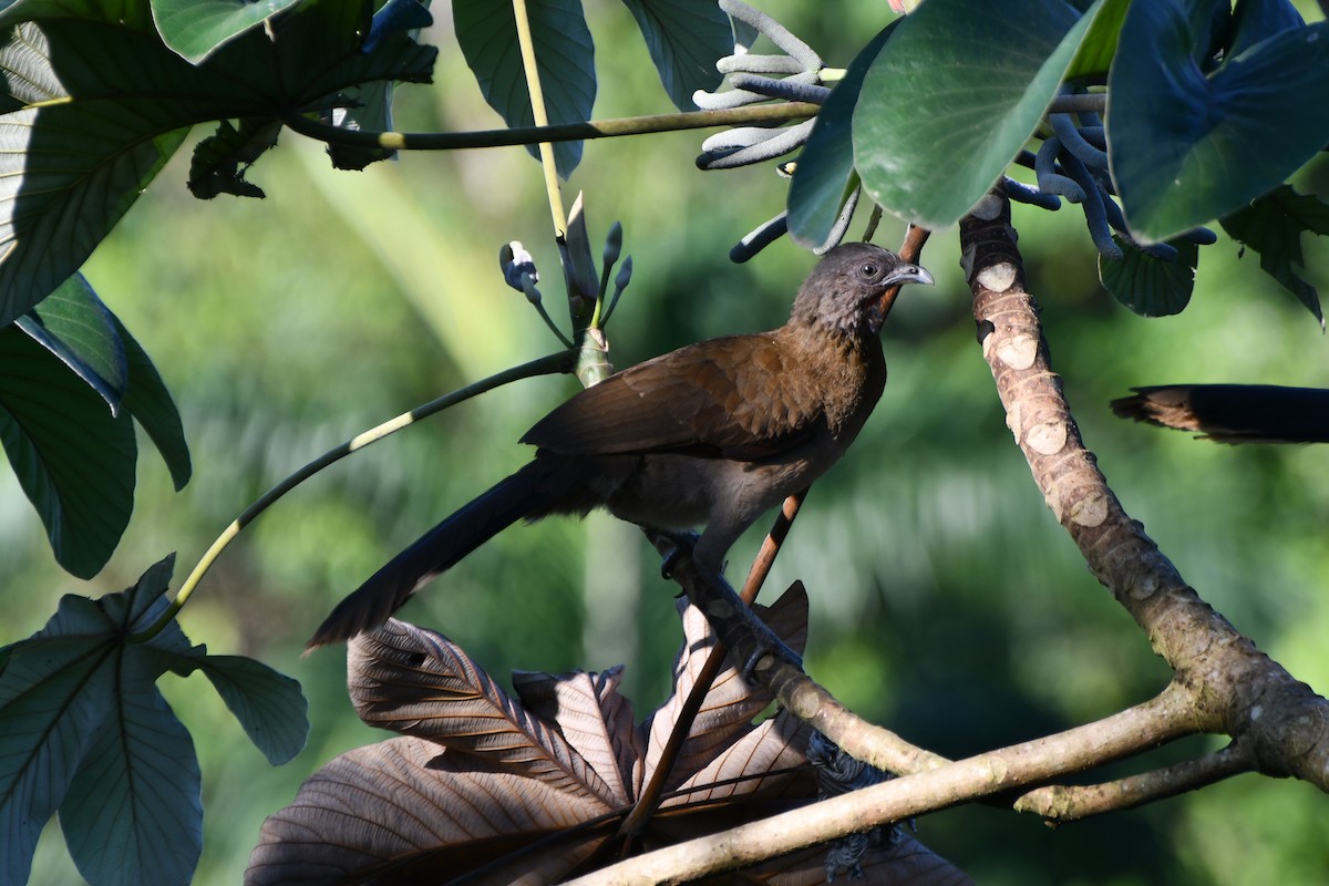 Gray-headed Chachalaca - ML644863060
