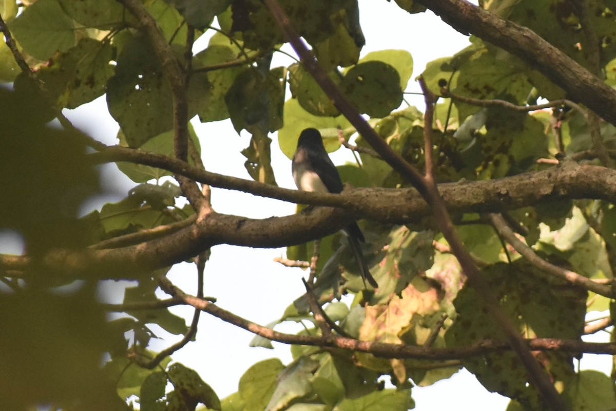 drongo šedobřichý - ML644863072