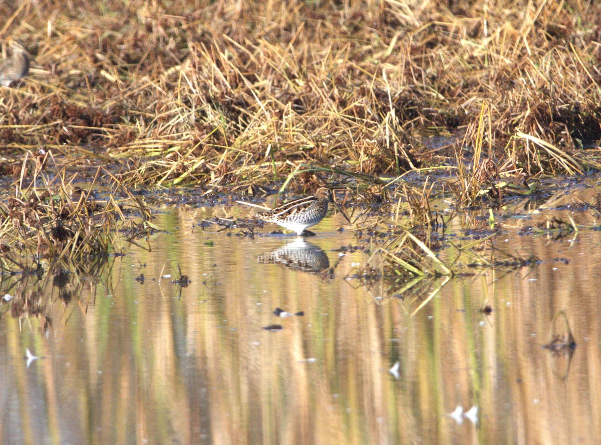 Wilson's Snipe - ML644863076