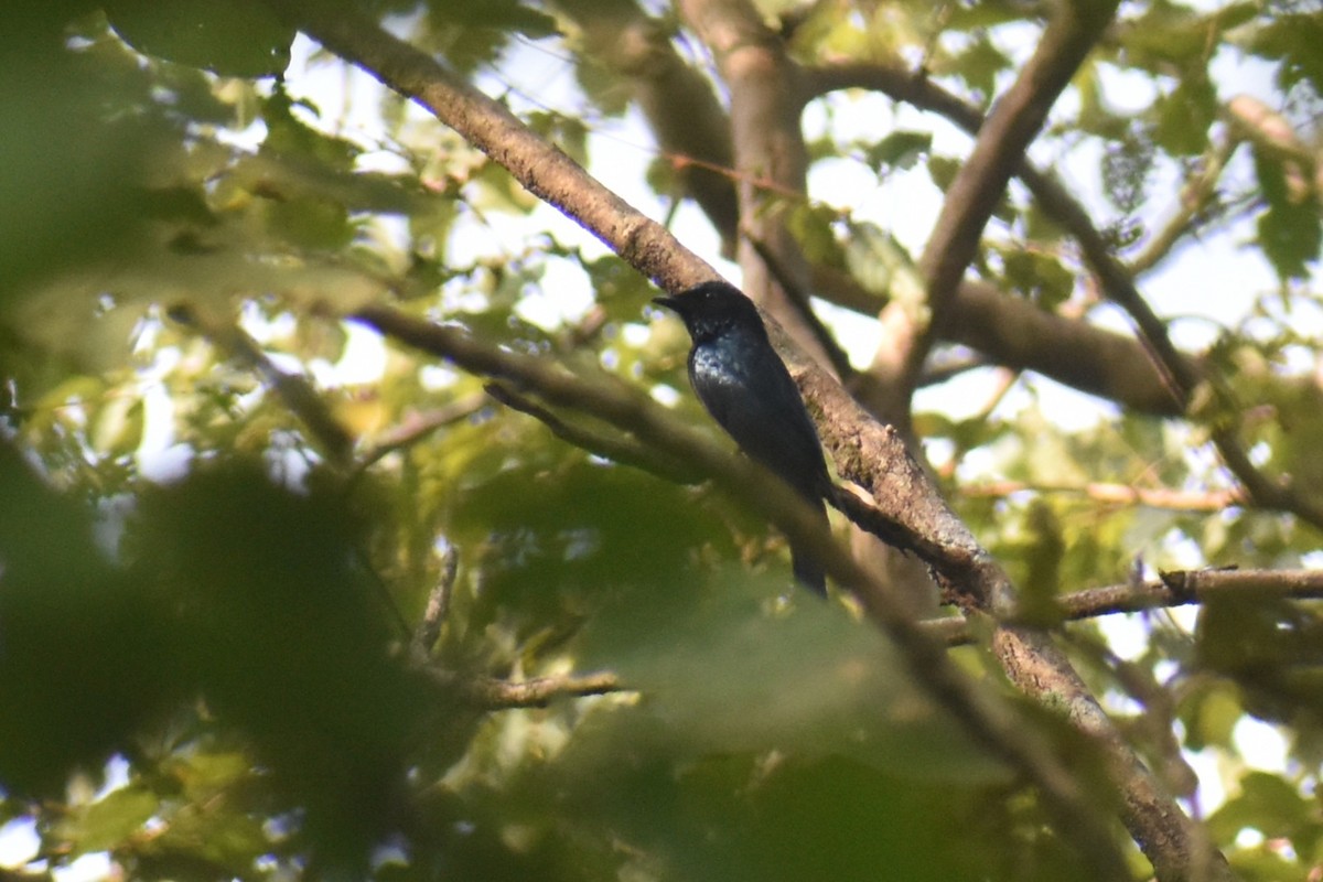 drongo indomalajský - ML644863078
