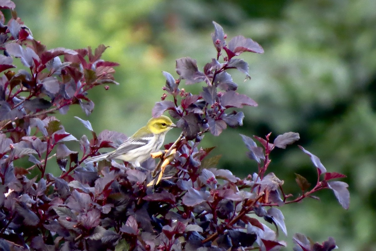 Black-throated Green Warbler - ML644863086
