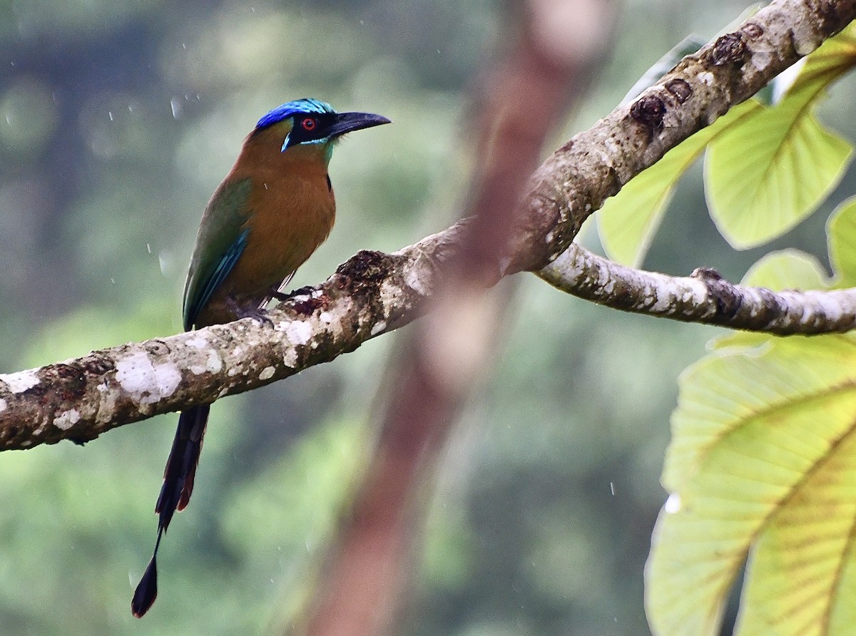 Lesson's Motmot - ML644863088